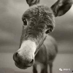 二驴和陈舒克最新爆料,揭秘娱乐圈幕后真相